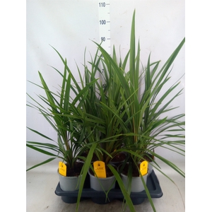 Cordyline indivisa 'Peko'