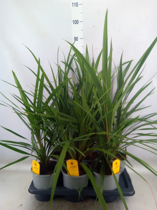 <h4>Cordyline indivisa 'Peko'</h4>
