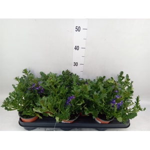 Scaevola aemula