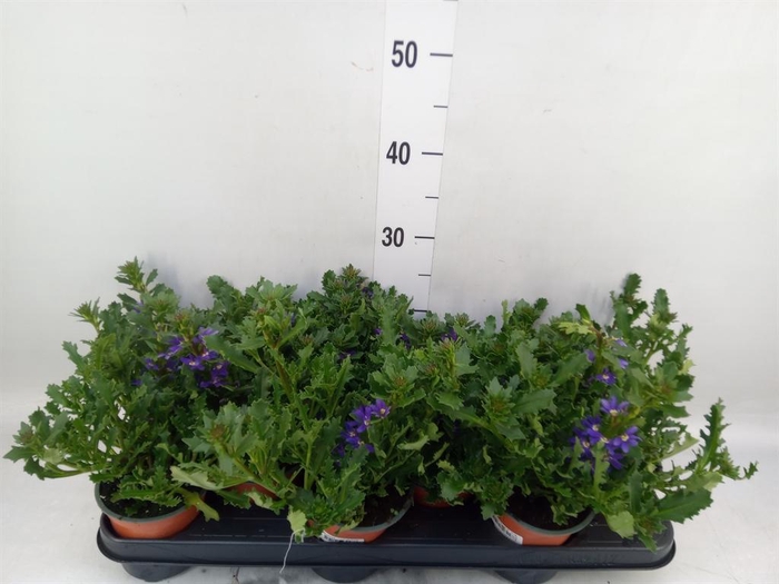 <h4>Scaevola aemula</h4>