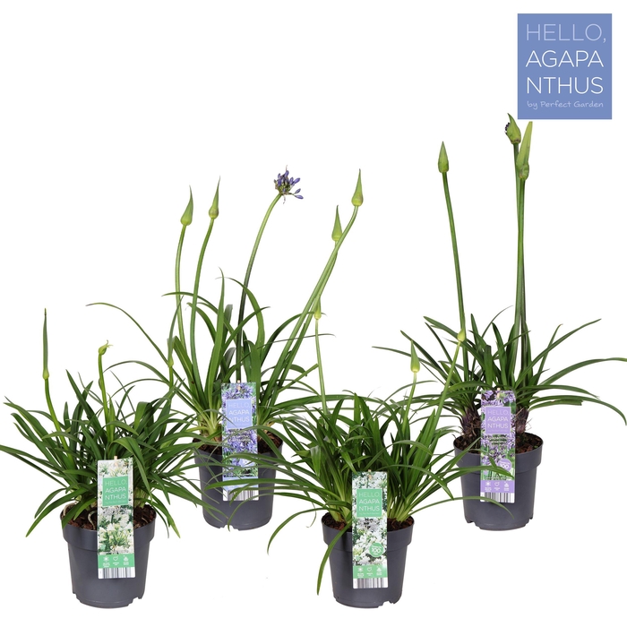 <h4>Agapanthus mix laag P17</h4>