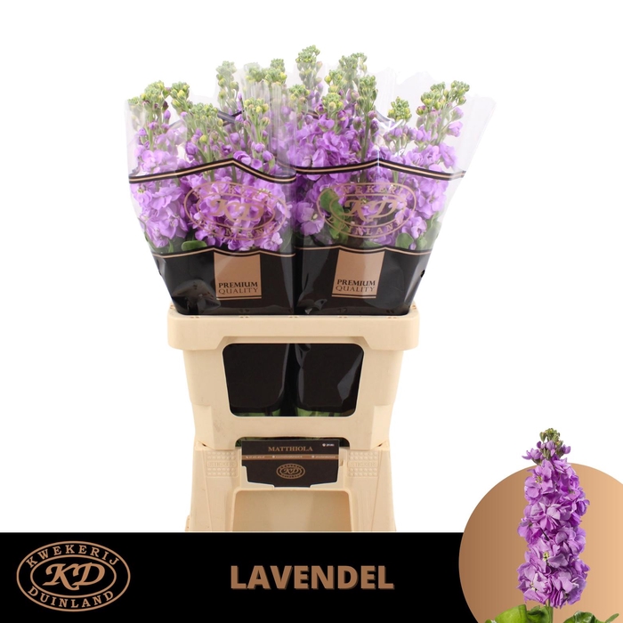 <h4>Matthiola Incana Lavender</h4>