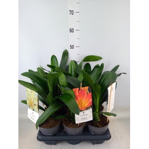 Clivia   ...mix