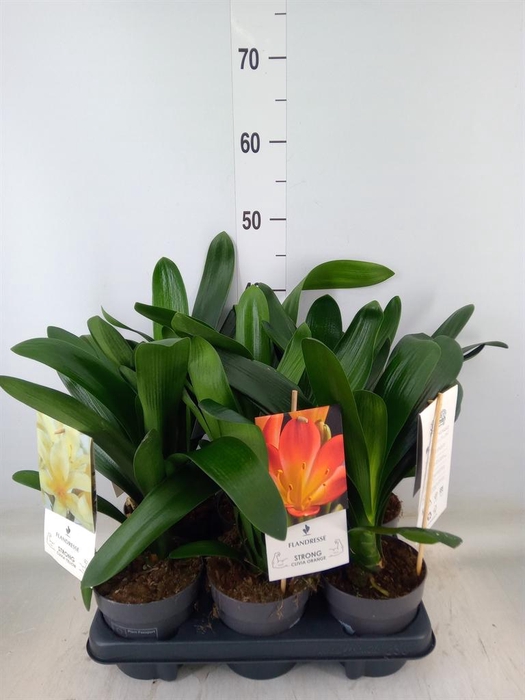 <h4>Clivia   ...mix</h4>