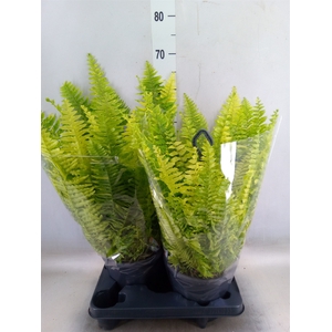 Nephrolepis exal.   ...