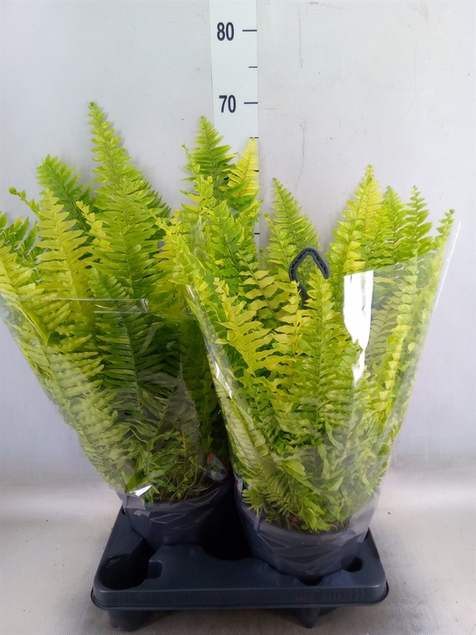 <h4>Nephrolepis exal.   ...</h4>
