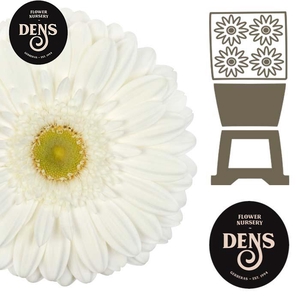 Gerbera Abe Diamond