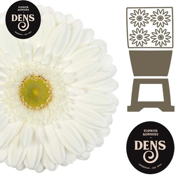 <h4>Gerbera Abe Diamond</h4>