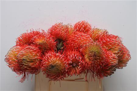 <h4>Leuco Blanche</h4>