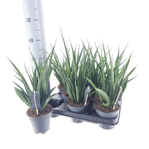 SANSEV KIRKI FRIENDS