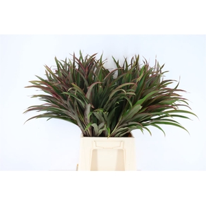 Cordyline Chicken Tail Top