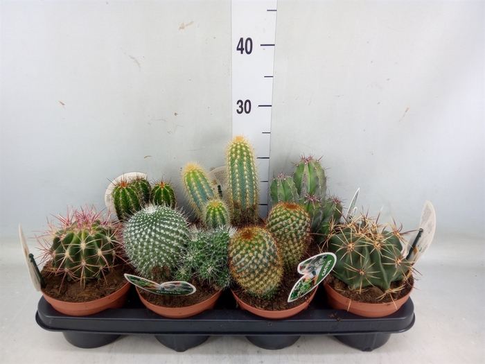 <h4>Cactus   ...mix</h4>