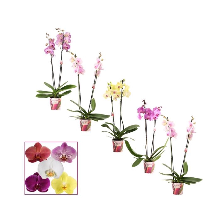 <h4>Phalaenopsis 2 tak 14+ mix (Scenza)</h4>