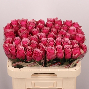 R GR MAJESTIC ATHENA