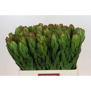 Leucadendron Goldstrike