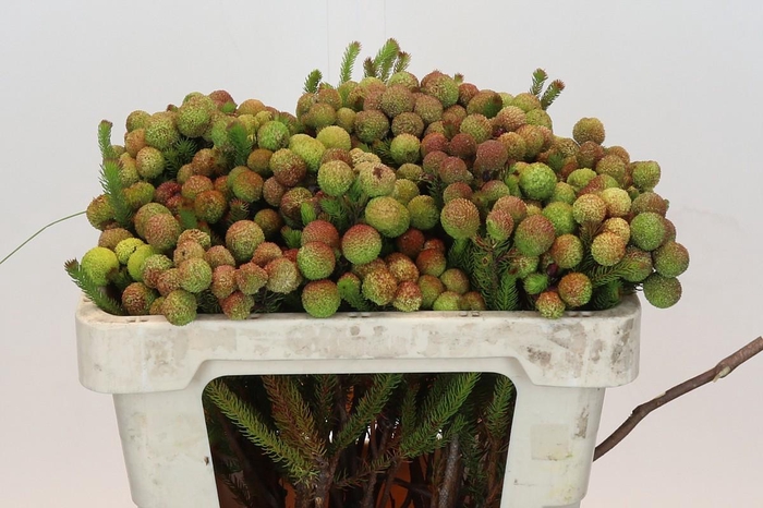 <h4>Kaaps Groen Baubles</h4>