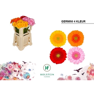 GE MI MINI 4-KLEUR Emmer x80