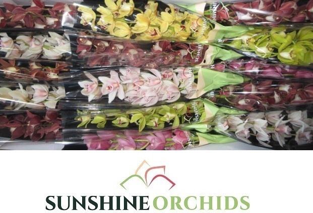 <h4>CYMB MI GEM</h4>