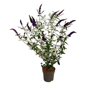 Buddleja dav. 'Empire Blue'