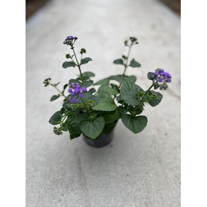 AGERATUM HOUSTONIANUM p12 Monarch Blue