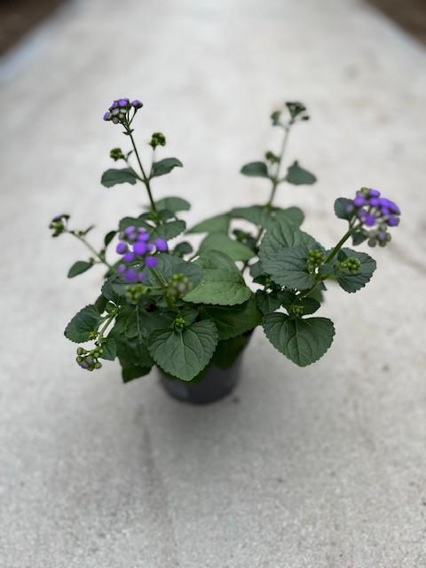 <h4>AGERATUM HOUSTONIANUM p12 Monarch Blue</h4>