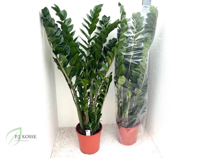 <h4>Zamio Zamiifolia</h4>