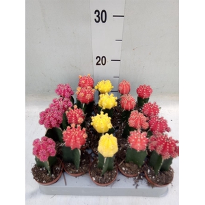Gymnocalycium mihanov. 'Japan'  mix