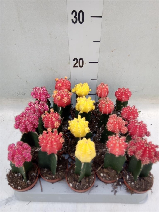 <h4>Gymnocalycium mihanov. 'Japan'  mix</h4>
