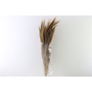 Dried Chinese Broom Natural Bunch Slv