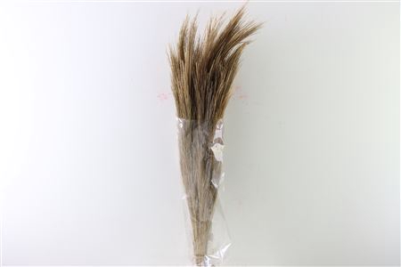 Dried Chinese Broom Natural Bunch Slv