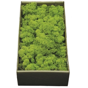 Reindeer Moss Preserved Green
