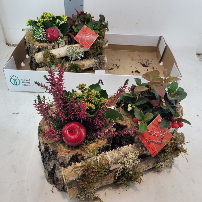 <h4>ARR TUINPLANTEN</h4>