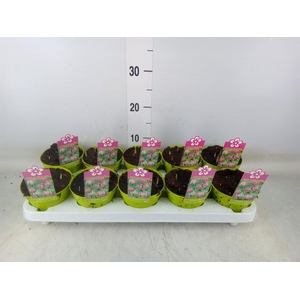 Fritillaria meleagris