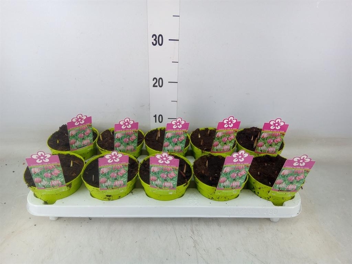 <h4>Fritillaria meleagris</h4>