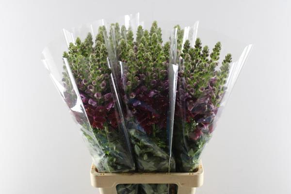 <h4>Antir Poto Red</h4>