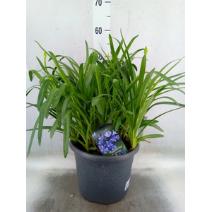 Agapanthus TR 'Dr. Brouwer'