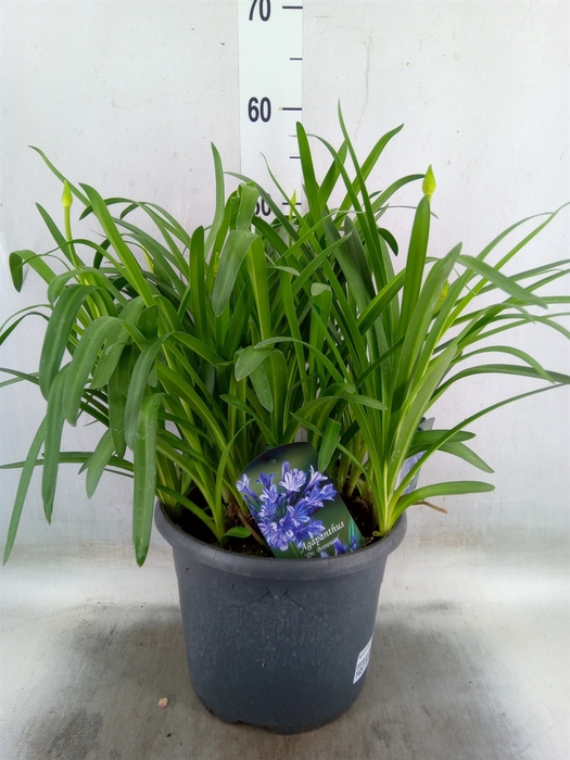 <h4>Agapanthus TR 'Dr. Brouwer'</h4>
