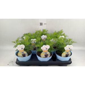 Artemisia abrotanum