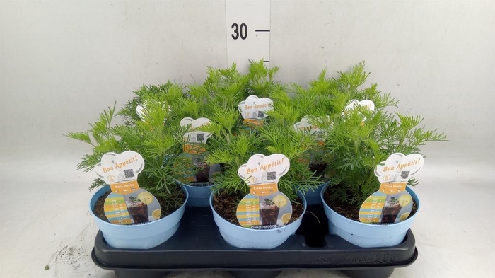 <h4>Artemisia abrotanum</h4>