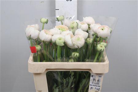 <h4>Ran Su Hanoi</h4>