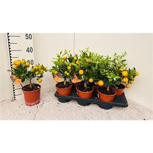 Citrus Calamondin medi-stem (s2)