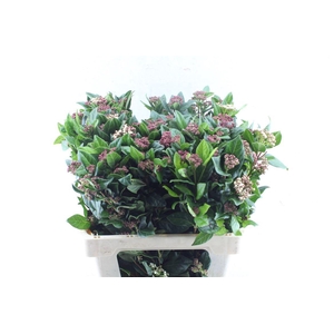 Viburnum Tinus Red Spirit