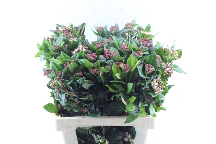 <h4>Viburnum Tinus Red Spirit</h4>