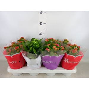 Kalanchoe blos.   ..rosebud mix  3