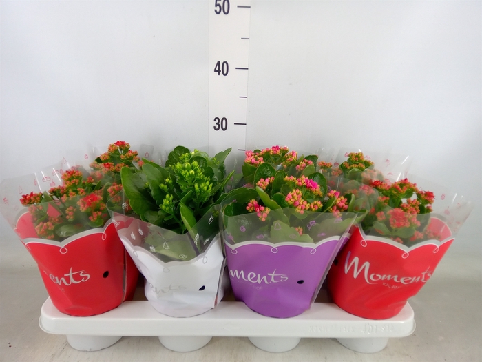 <h4>Kalanchoe blos.   ..rosebud mix  3</h4>