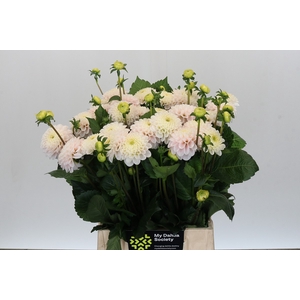 Dahlia Light Wizard