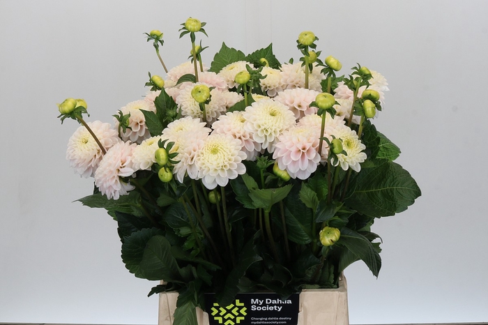 Dahlia Light Wizard