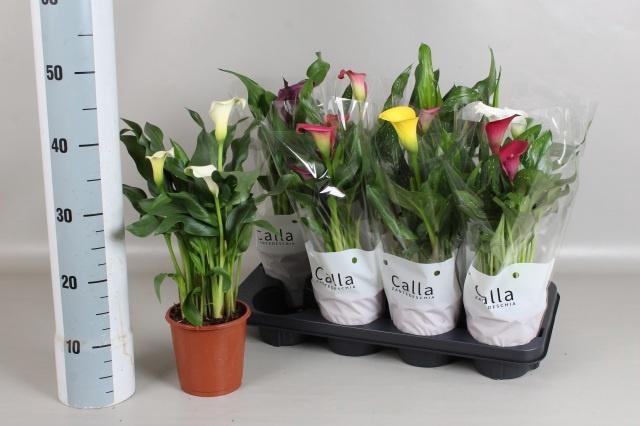 <h4>ZANT GEM 6 KL</h4>