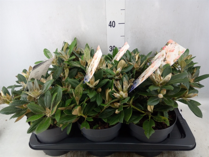 <h4>Rhododendron YA 'Dusty Miller'</h4>