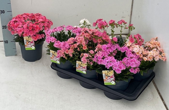 <h4>LEWI MOU DREAMS GEM</h4>